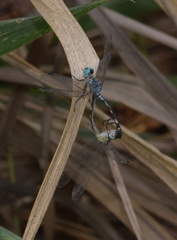 Anisoptera