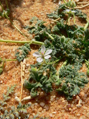 Erodium pulverulentum