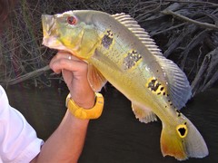 Cichla orinocensis