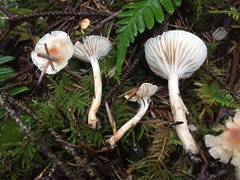 Hygrophorus pusillus