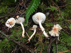 Hygrophorus pusillus