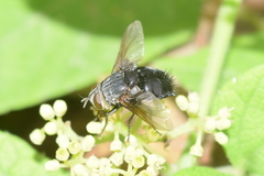 Diptera
