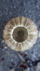 Temnopleuridae