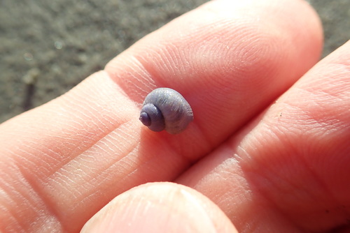 photo of Dwarf Violet Snail (Janthina exigua)