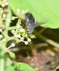 Diptera