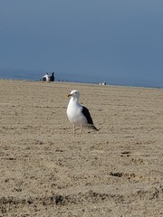 Larus occidentalis