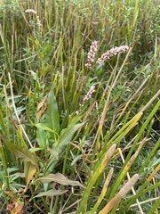Persicaria hydropiperoides