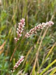 Persicaria hydropiperoides