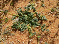 Erodium pulverulentum