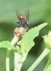 Diptera