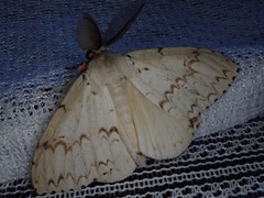 Lymantria xylina