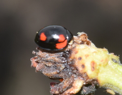 Cheilomenes sexmaculata