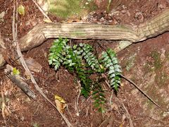 Asplenium polyodon image