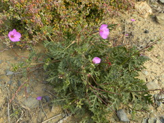 Erodium crassifolium