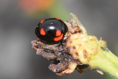 Cheilomenes sexmaculata