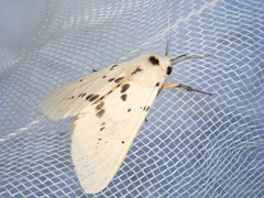 Spilarctia postrubida