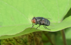 Diptera
