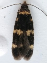 Oegoconia deauratella