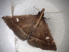 Cidariplura gladiata