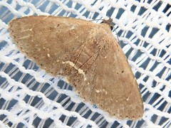 Nechesia albotentata