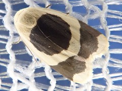 Garudinia bimaculata