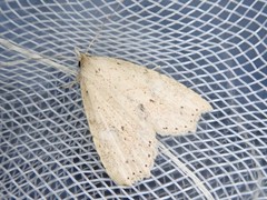 Olulis puncticinctalis