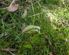 Pterostylis falcata