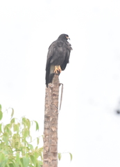 Rostrhamus sociabilis