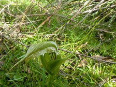 Pterostylis falcata