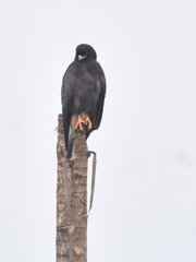 Rostrhamus sociabilis