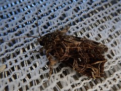 Callopistria rivularis