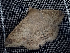 Ericeia subcinerea