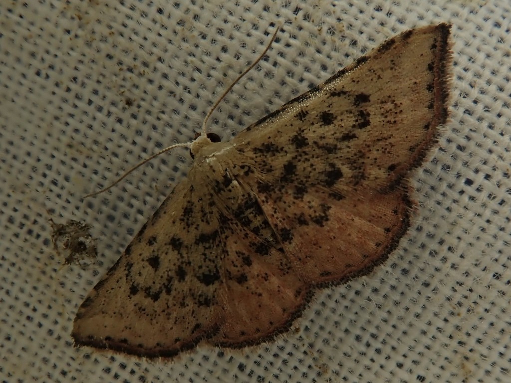 Corgatha sasakii