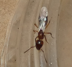 Dolichoderus diversus