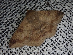 Ericeia subcinerea