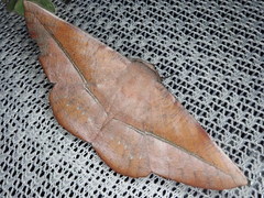 Sarcinodes yaeyamana