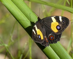 Tisiphone abeona albifascia