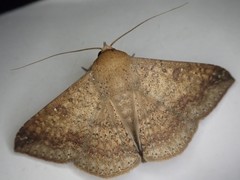 Ericeia subcinerea
