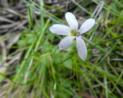 Lobelia pedunculata
