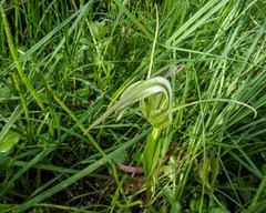 Pterostylis falcata