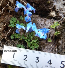Corydalis jigmei