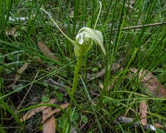 Pterostylis falcata