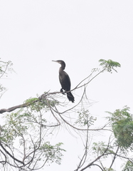 Nannopterum brasilianum