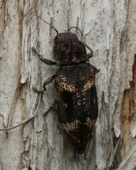 Nascio vetusta