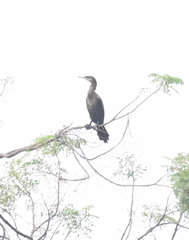 Nannopterum brasilianum