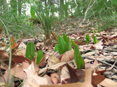 Cryptostylis subulata