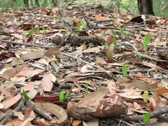 Cryptostylis subulata