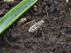Cylindera chiliensis