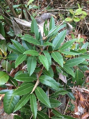 Brexiella
