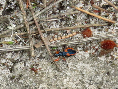 Ectomocoris